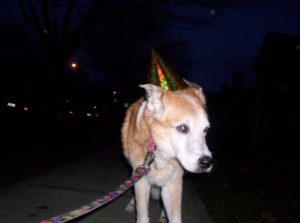 When Miss Bailey turned 18, I put on a party hat and a pink bow on her tail and took her for a walk to celebrate that she was an adult. lol.